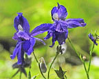purple flowers thumbnail graphic